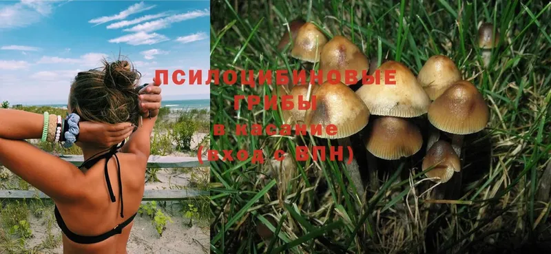 Псилоцибиновые грибы MAGIC MUSHROOMS Беломорск